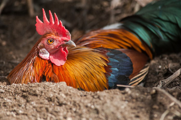 Red Junglefowl (Gallus gallus) in Thailand