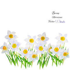 Background with Narcissuses