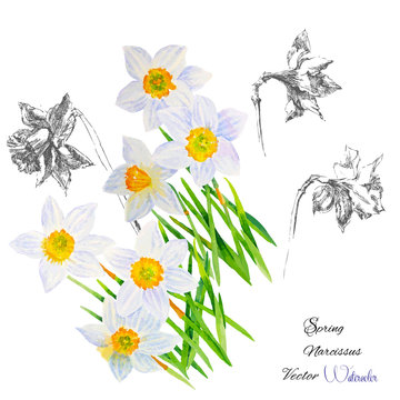 Background with Narcissuses