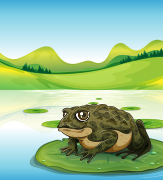 Frog and pond