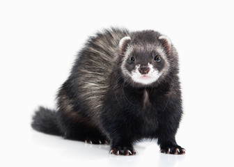 Young ferret on white background