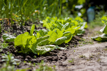 Detail of lettuce crop line growing in the ground