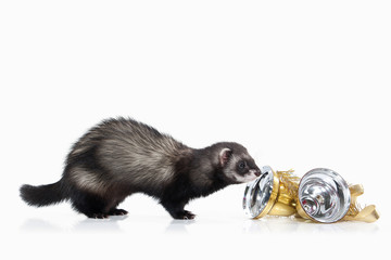 Young ferret on white background