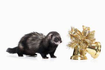 Young ferret on white background