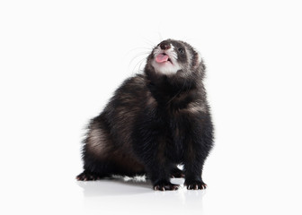 Young ferret on white background