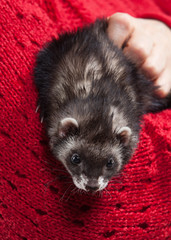 Young ferret on white background