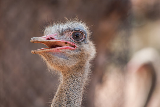 ostrich head portrait