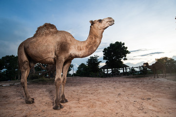 dromedary camel in the zoo