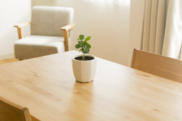 テーブルの上にある観葉植物