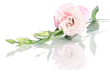 Fototapeta premium beautiful eustoma flowers with leaves and buds