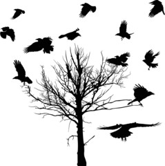 Obraz premium black dry large tree and crows silhouettes isolated on white
