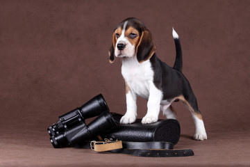 Puppy with binoculars
