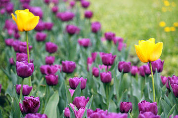yellow and purple tulip flowers garden