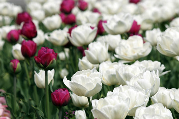white and red tulip flowers garden
