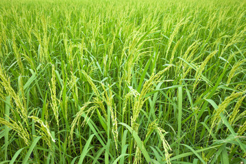 Rice field