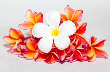 Frangipani Flower or Plumeria Isolated on White Background