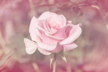 rose in vintage style for valentine's day background