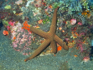 Starfish, Island Bali, Tulamben