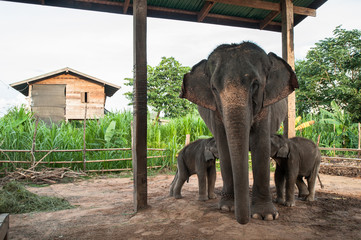 Mother elephant and calf in the Elephant Village,Surin, Thailand