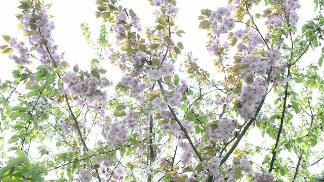 Japanische Kirschbl&uuml;te