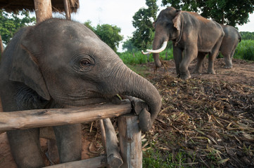 Thai Baby Elephant at Surin, Thailand