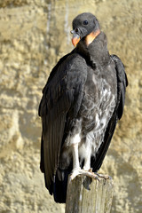 Juvenile King vulture