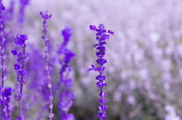 Beautiful spring background with Salvia farinacea Benth.