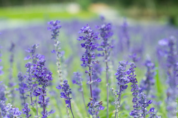 Fototapeta premium Beautiful spring background with Salvia farinacea Benth.