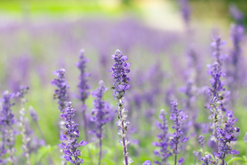 Fototapeta na wymiar violet lavender flowers