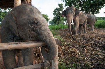 Thai Baby Elephant at Surin, Thailand
