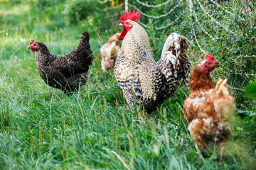 Rooster and hens