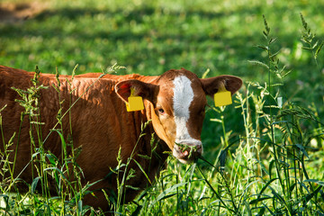 Freely grazing cow