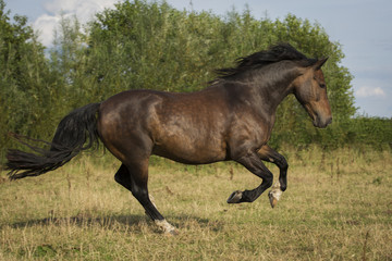 Pferd Bewegung