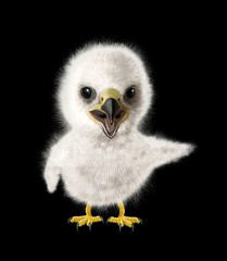 Funny Eagle chick