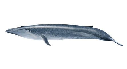 Blue whale