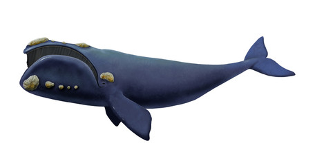 Southern right whale © nicolasprimola