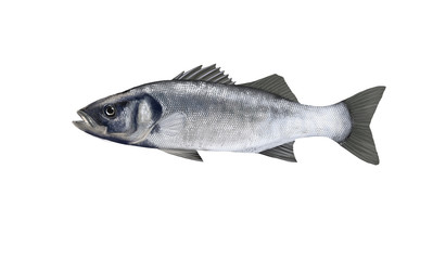 Seabass