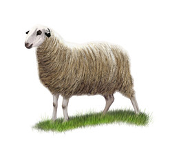 Sheep