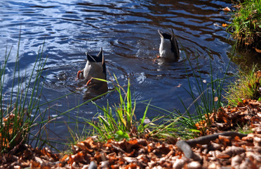Synchronized swimming