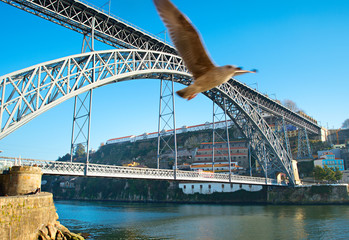 Porto bridge and seagull