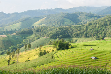 Rice field terrace with shack at Mae Jam, Chiangmai, Thailand.