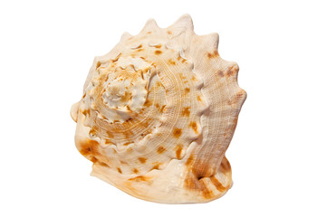 Sea shell isoleted on white.