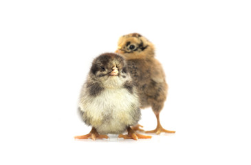 Obraz premium Colored chickens on a white background. Photo.