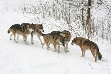 Wolfsrudel Begegnung