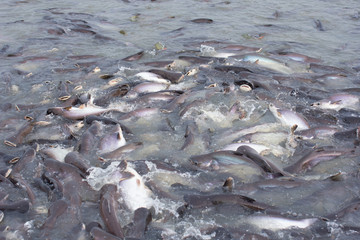 Crowd striped catfish#1