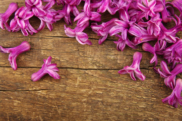 Spring  flower