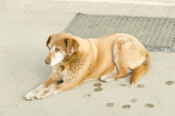 Stray dogs on street