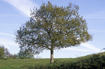 Quercus robur, Chêne pédonculé