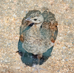 young female peacock close up