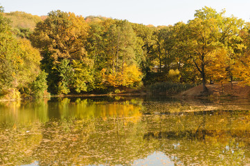 Golden Trees and Lake